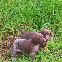 Cuccioli maschi di bracco tedesco kurzhaar