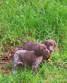 Cuccioli maschi di bracco tedesco kurzhaar
