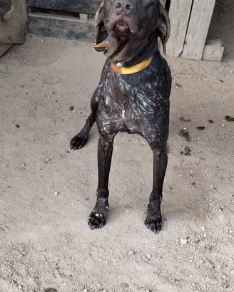 Cane kurzhaar da ferma