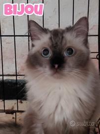 Bijou gattina birmana di 4 anni