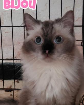 Bijou gattina birmana di 4 anni