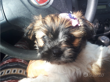 Cuccioli di maltese/barboncino