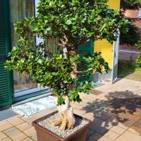 BONSAI ESEMPLARE FICUS GINSENG