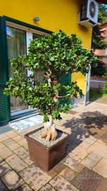 BONSAI ESEMPLARE FICUS GINSENG