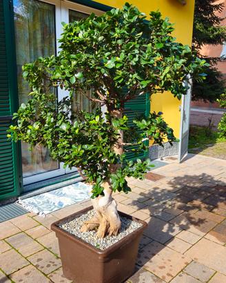 BONSAI ESEMPLARE FICUS GINSENG