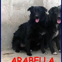 ARABELLA cucciolona simil border 10 mesi sogna una