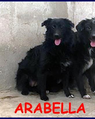ARABELLA cucciolona simil border 10 mesi sogna una