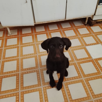 Bracco/Lagotto romagnolo