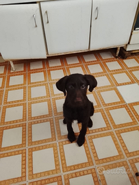 Bracco/Lagotto romagnolo