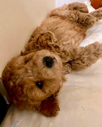 Mini toy barboncino maschio e femmina