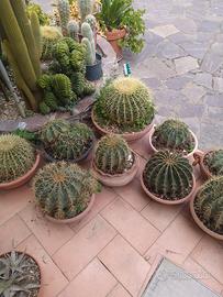 piante  grasse 
