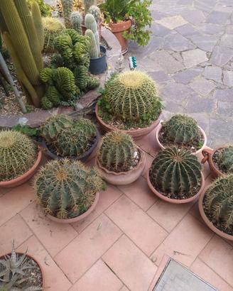 piante  grasse 