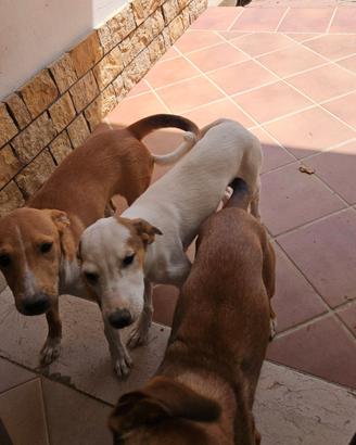 Cuccioli meticci