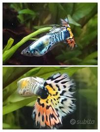 Guppy Tiger Mosaic