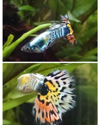 Guppy Tiger Mosaic
