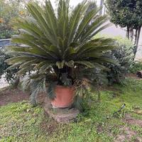 cicas altezza 180 cm