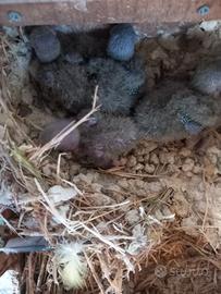 Pulli inseparabili roseicollis