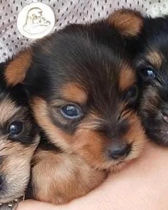 Cucciolo di yorkshire maschio
