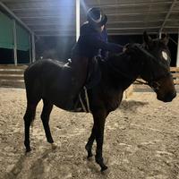 Cavalla PSI da Scuola e Passeggiata