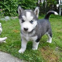 Cuccioli di husky disponibili