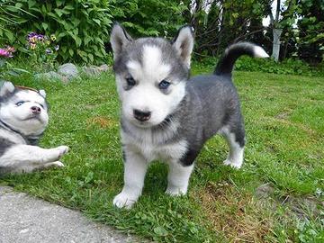 Cuccioli di husky disponibili
