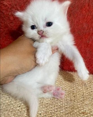 Persiano (maschietto)