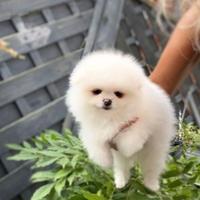 Cuccioli spitz pomerania colore bianchi