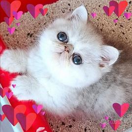 Gattini exotic