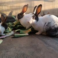 Conigli incrocio giganti