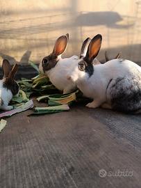 Conigli incrocio giganti