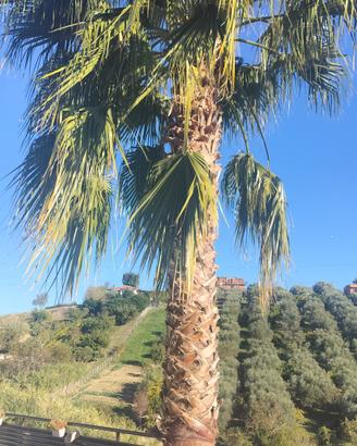 Palma washingthonia