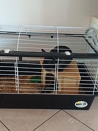 coniglio nano