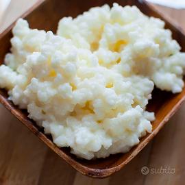 Grani di Kefir attivi
