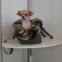 Cucciola chihuahua