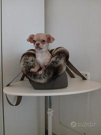 Cucciola chihuahua