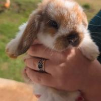 Coniglio ariete cucciolo