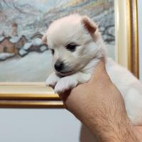 Cuccioli disponibili