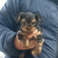 Cuccioli di yorkshire