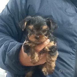 Cuccioli di yorkshire