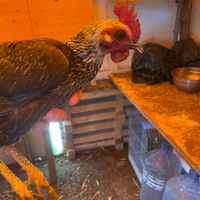 Gallina razza nana
