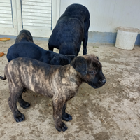 Cuccioli di cane corso
