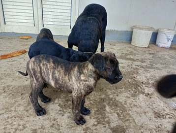 Cuccioli di cane corso