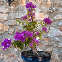 Bonsai bouganvillea
