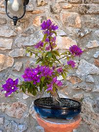 Bonsai bouganvillea