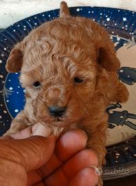 Cuccioli di barboncino mini mini Toy da borsetta