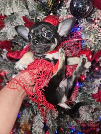 Chihuahua toy Allevamento Piccoli Cuccioli