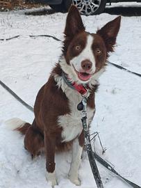 Border collie femmina 2 anni