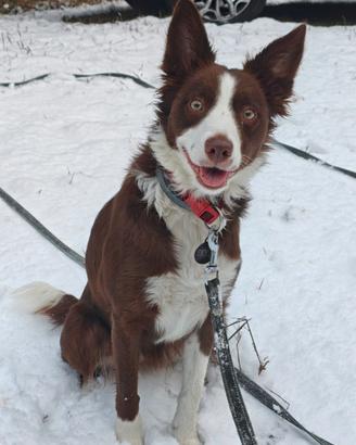 Border collie femmina 2 anni