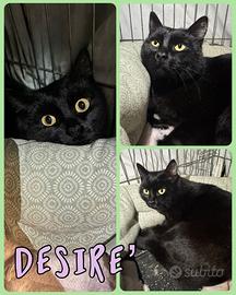 Gattina Desiree