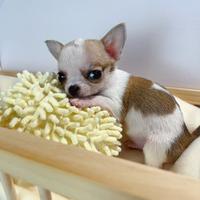 Cucciole di chihuahua a pelo lungo e corto